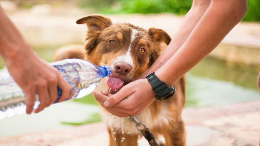 Como cuidar do pet com a chegada do verão