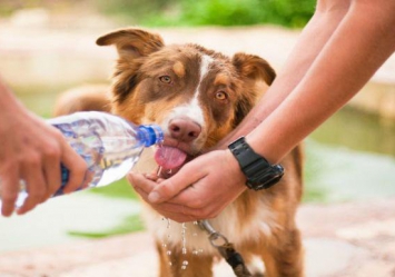 Como cuidar do pet com a chegada do verão